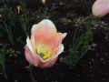 Сатурдинова Е.А. КП-2014 - цветок 4.jpg